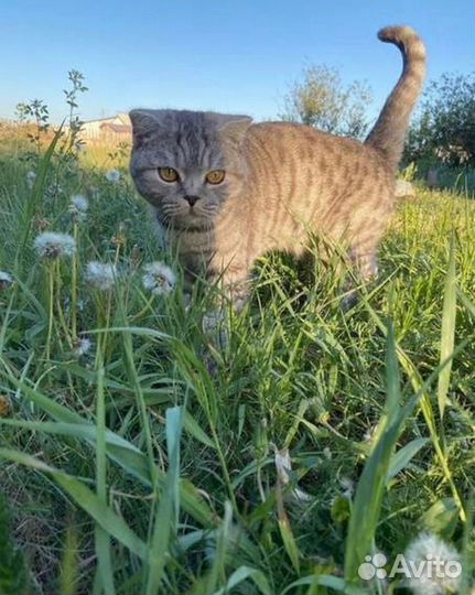 Британская кошка