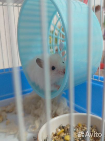 Колесо для хомяка