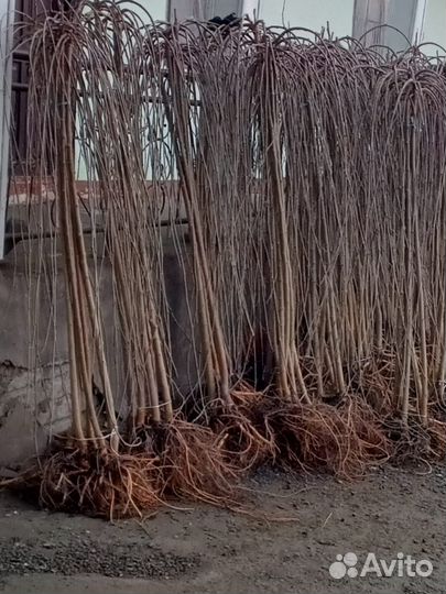 Шелковица на Штамбе