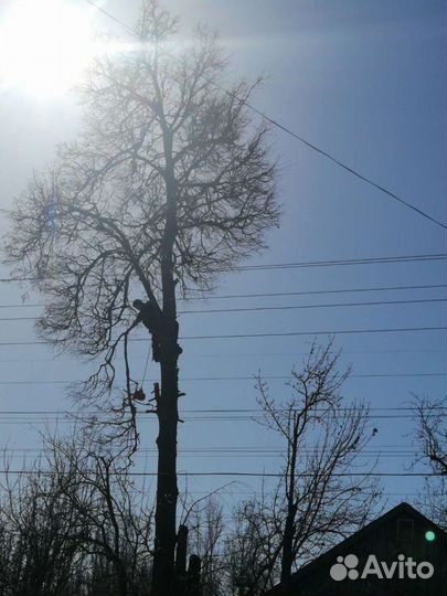 Спил,валка деревьев