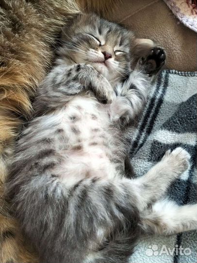 Кошка в дар бесплатно