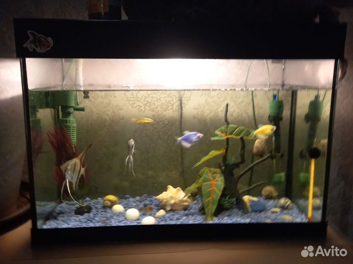 Аквариум