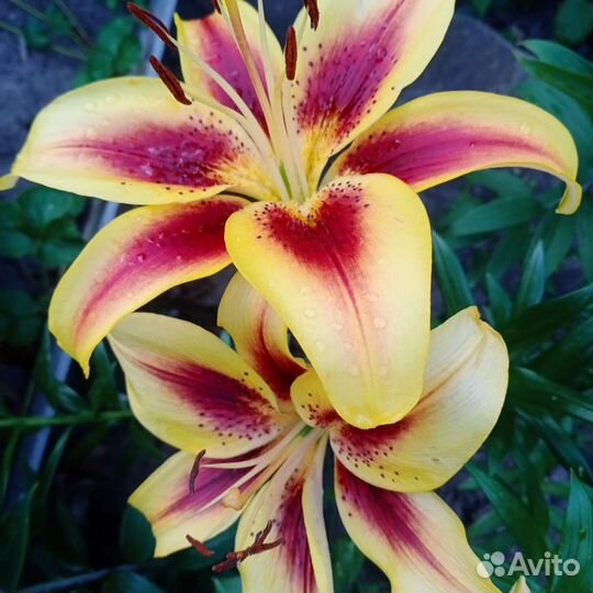 Лилия садовая