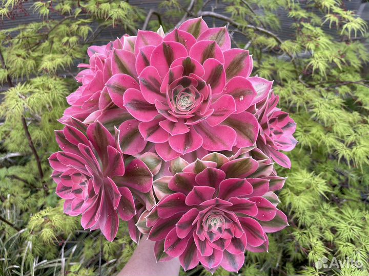 Эониумы вариегатные