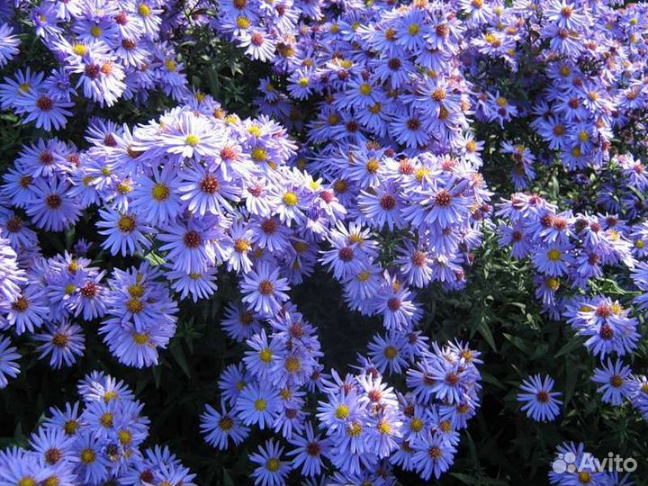 Астра многолетняя (сентябринка)