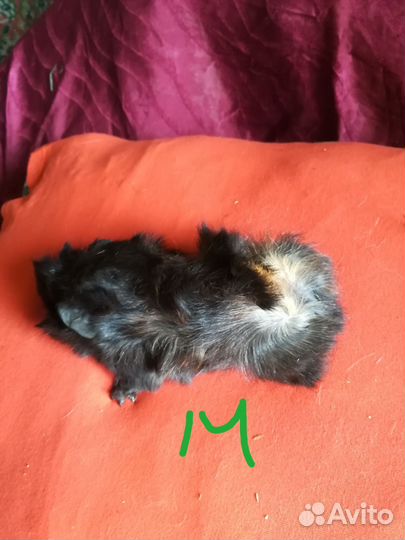 Морские свинки 1мес,готовы переехать в новый дом