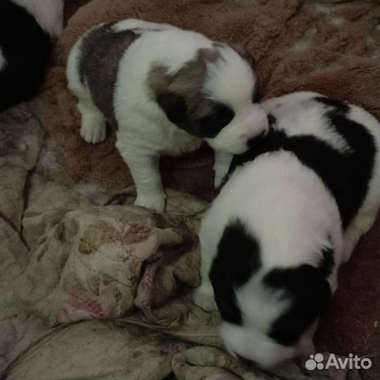 Продам щенков алабая