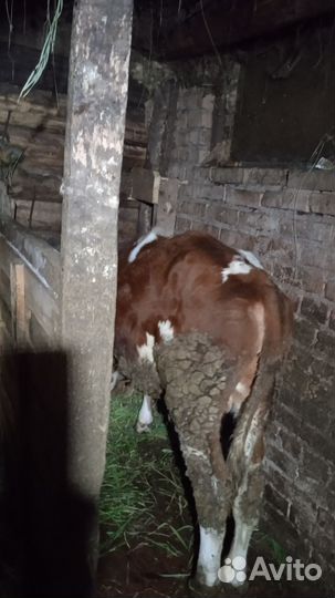 Продам телку