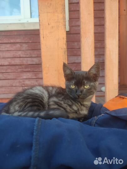 Котёнок и кошка