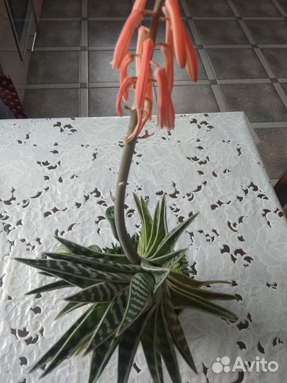 Девичий виноград, сукуленты (эхеверия, хавортия)