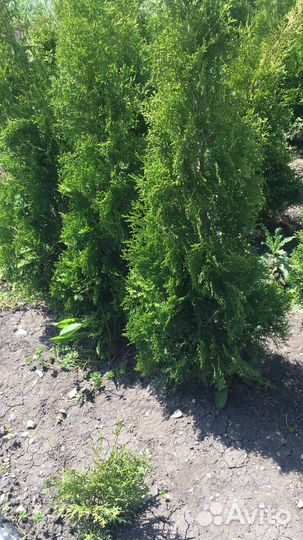 Туи,можжевельники,елки