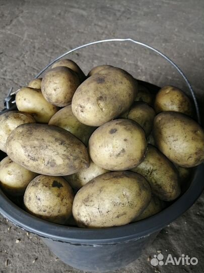 Картофель пензенский