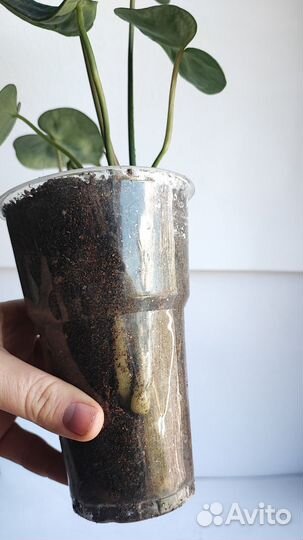 Антуриум кларинервиум