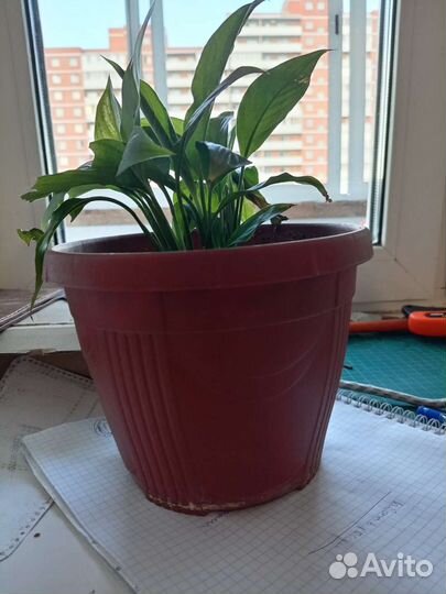 Спатифиллум