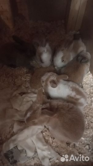 Декоративные кролики