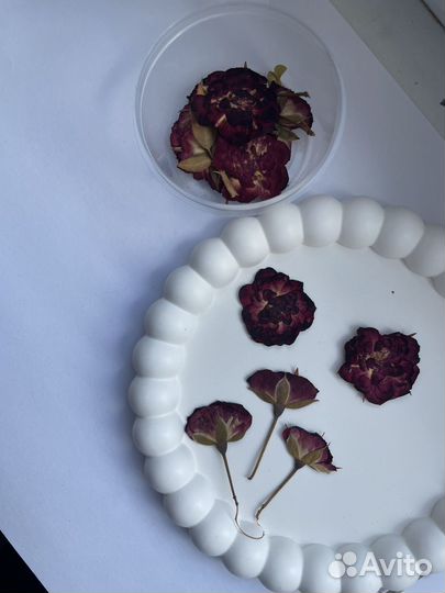 Сухоцветы для творчества