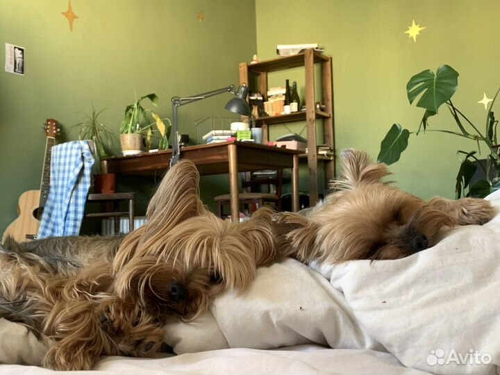 Выгул и передержка собак в Красногвардейском р-не