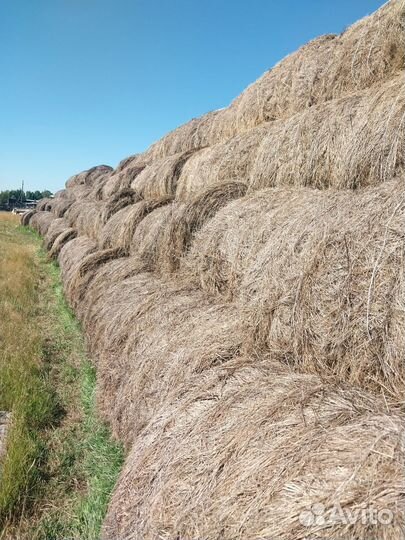 Продам сено в рулонах