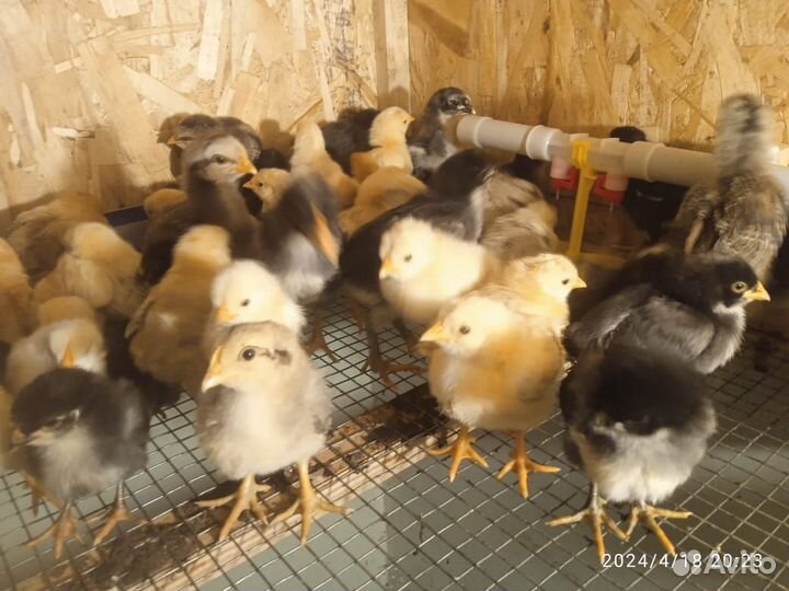 Цыплята суточные и подрощенные Разный возраст
