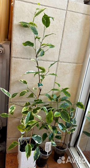 Фикусы бенджамина сортовые