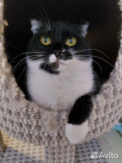 Молоденькая кошечка ищет любимых хозяев