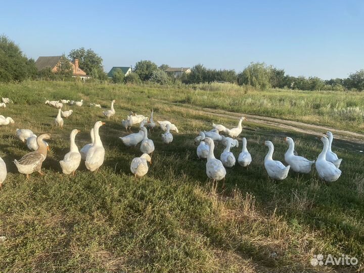 Гуси линда