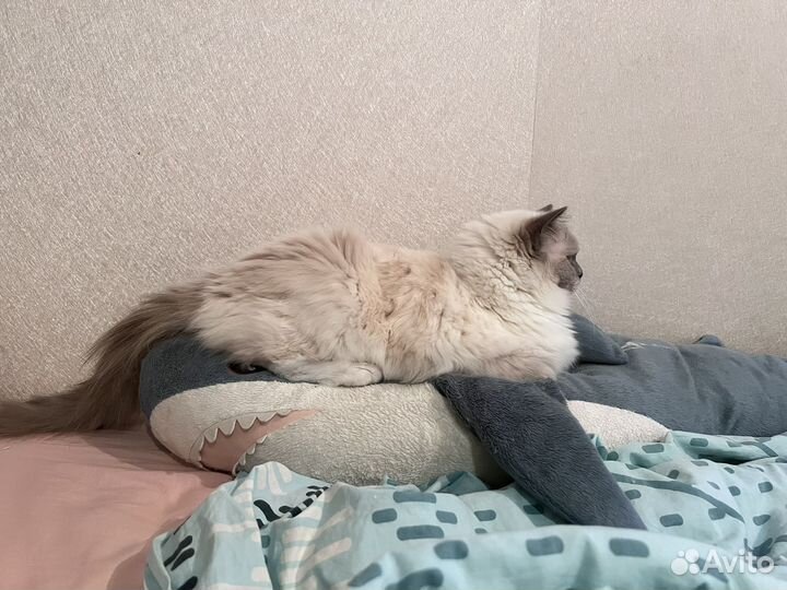 Рэгдолл