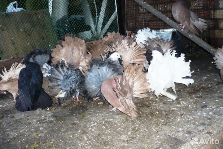 Голуби-Павлины