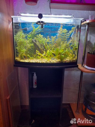 Аквариум 50 литров с тумбой