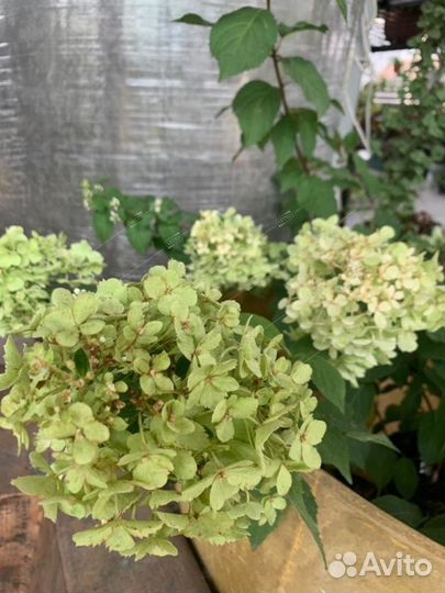 Гортензия метельчатая Фрайз Мелба Hydrangea panicu