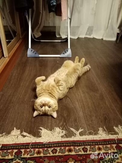 Шотландский кот вязка