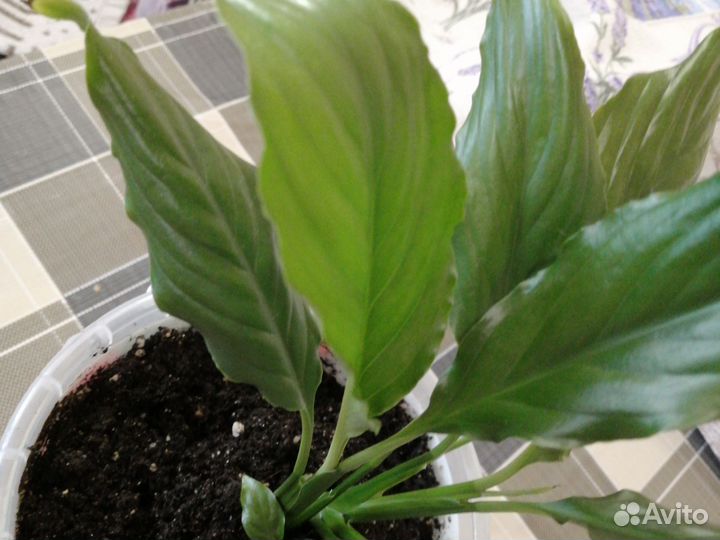 Спатифилиум