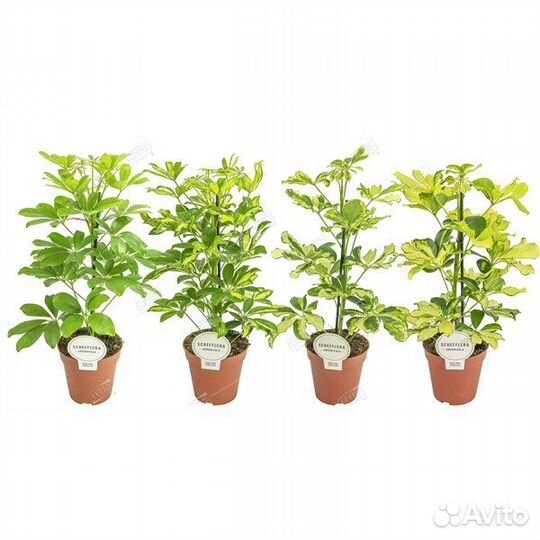 Шеффлера микс Schefflera mix 45/13