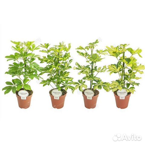 Шеффлера микс Schefflera mix 45/13