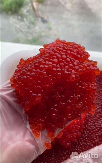 Икра Кеты, Горбуши, Нерки и Кижуча из Охотска