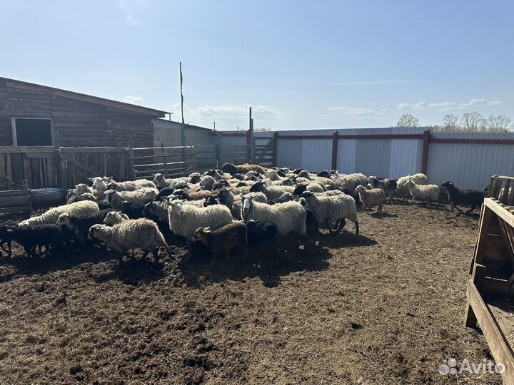 Овцы бараны,романовской породы