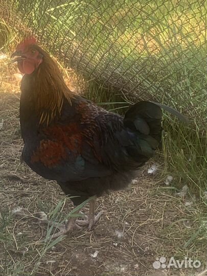 Молодые петухи