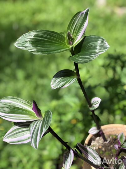 Традесканция