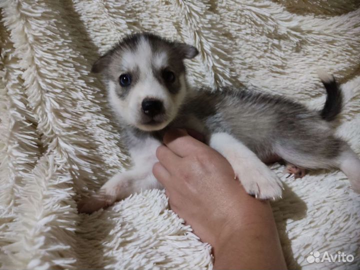 Щенки сибирской хаски