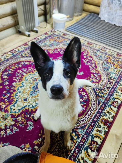 Девочка ищет себе дом