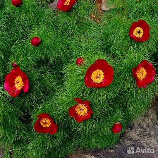 Пионы Фестива Максим, Карл Розенфельд