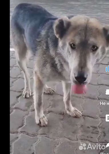 Миша ждёт поддержки доброго человека