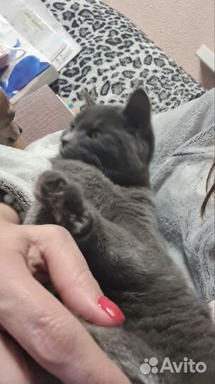 Восхитительный котенок