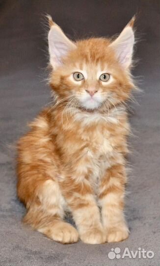 Котята мейн-кун