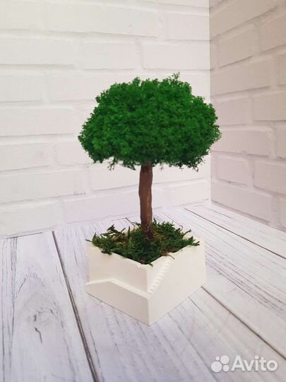 Бонсай из мха