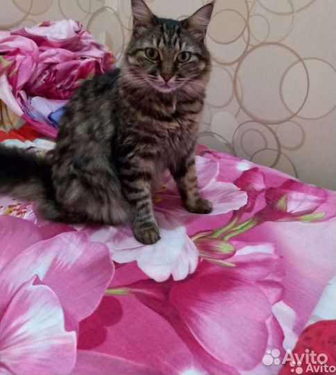 Кошечка милая,добрая душенька ищет дом
