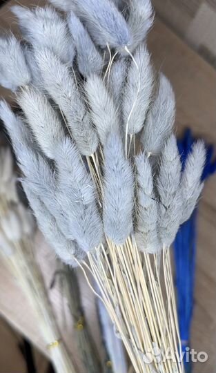Сухоцветы опт Лагурус