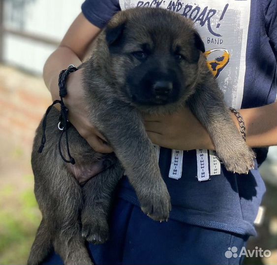 Щенки немецкой овчарки