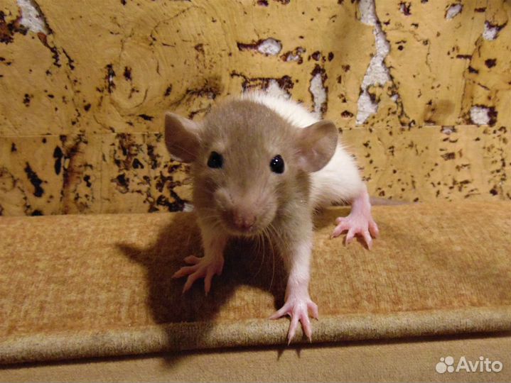 Крысы, крысята - дамбо, клетки + гамак в подарок