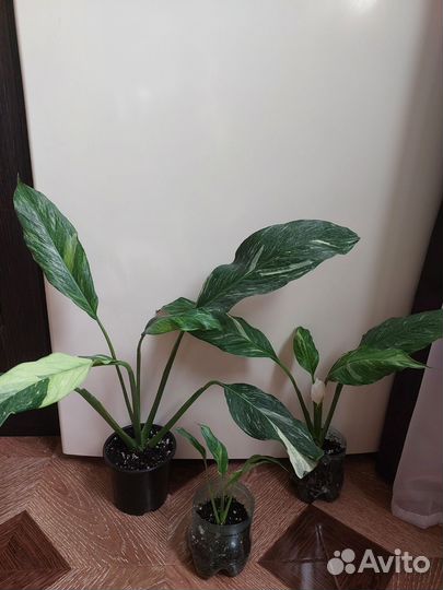 Спатифиллум вариегатный